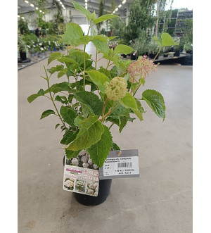 Hydrangea arb. 'Candybelle Marshmallow'® C 2,5 L